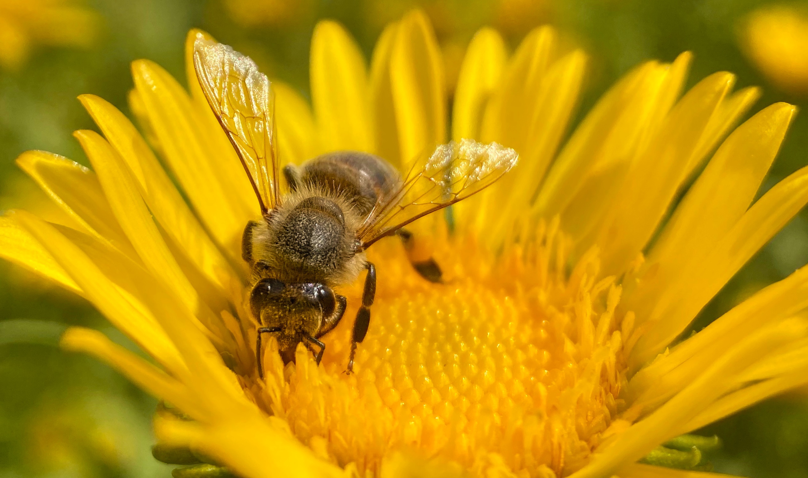 Grindelia