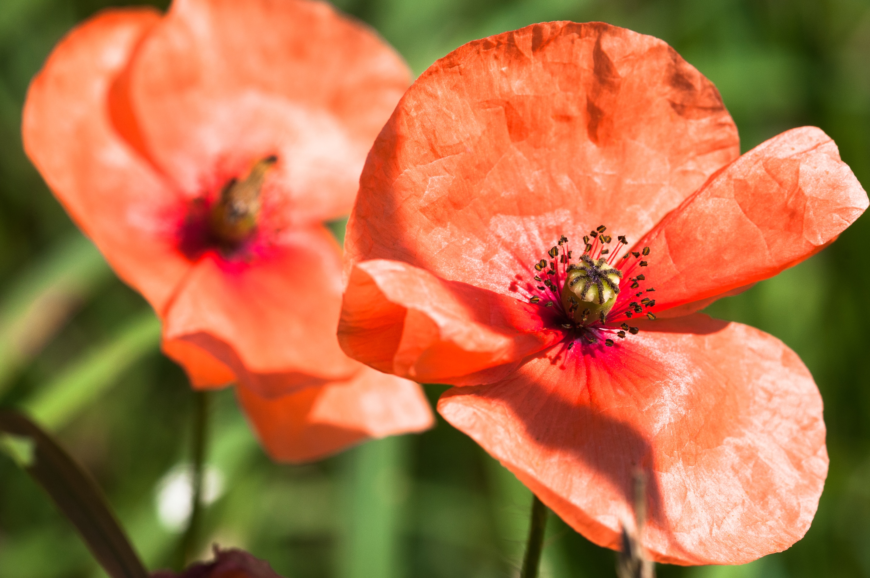 Klatschmohn