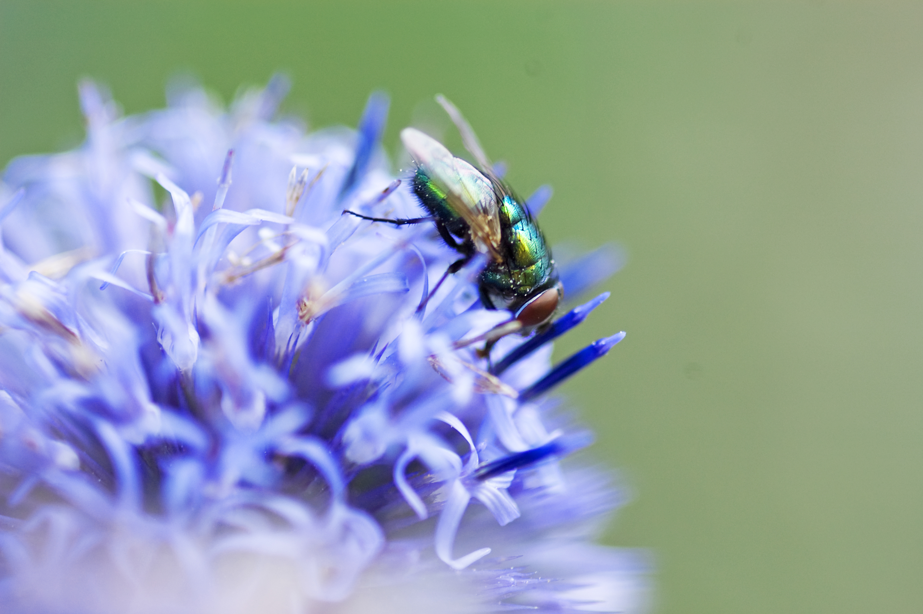 Kugeldistel