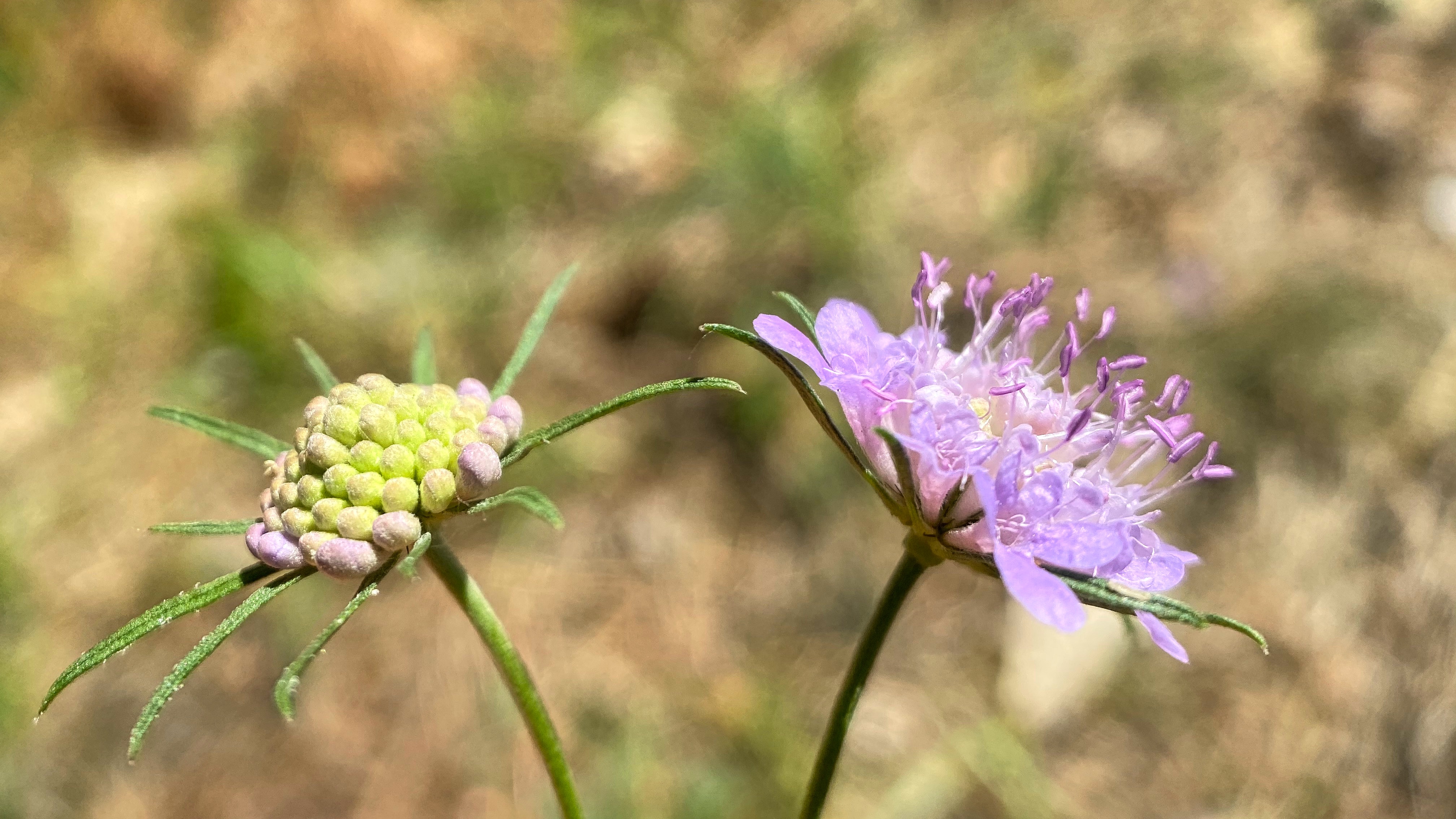 Witwenblume