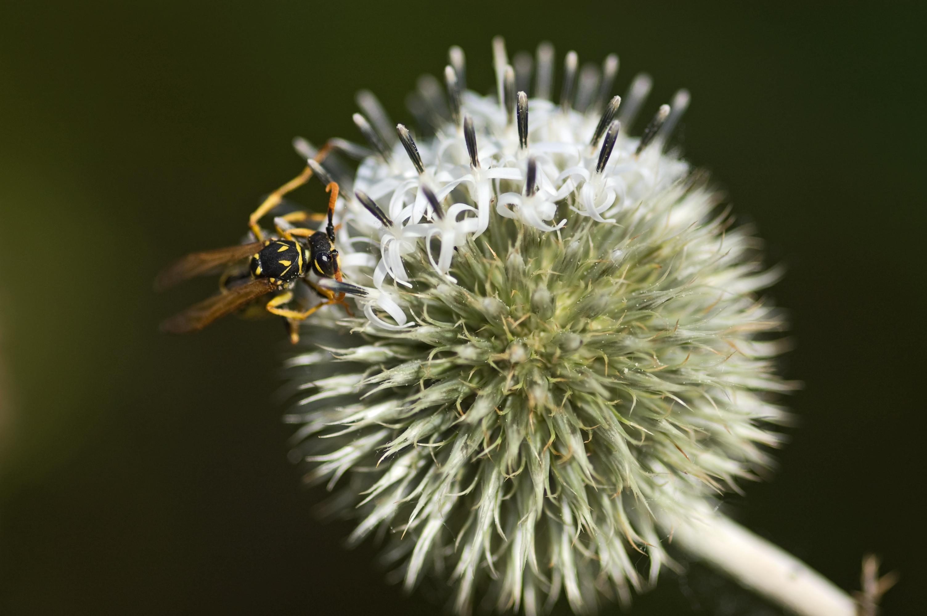 Kugeldistel
