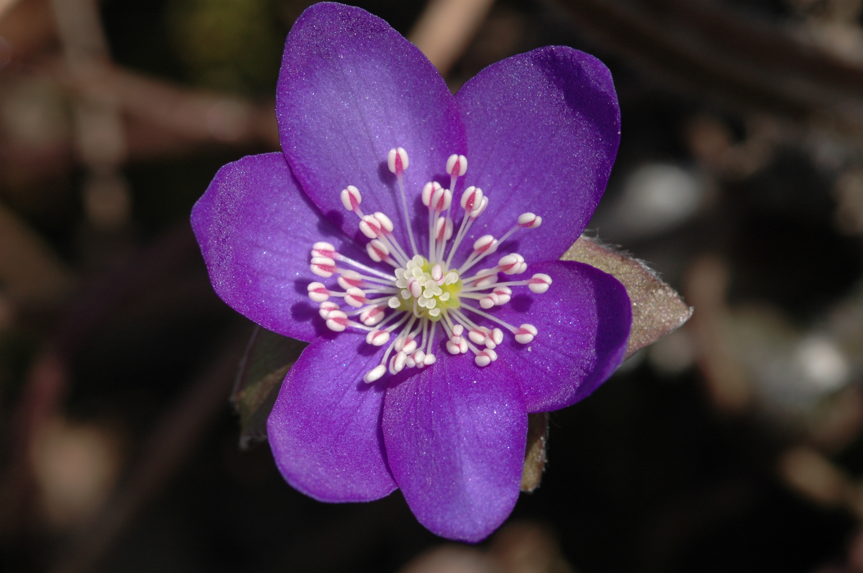 leberblümchen