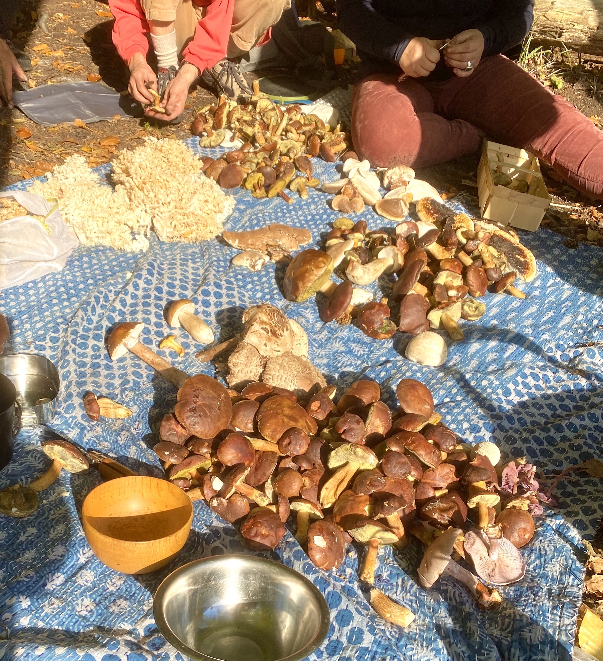 Pilzfunde Kopie