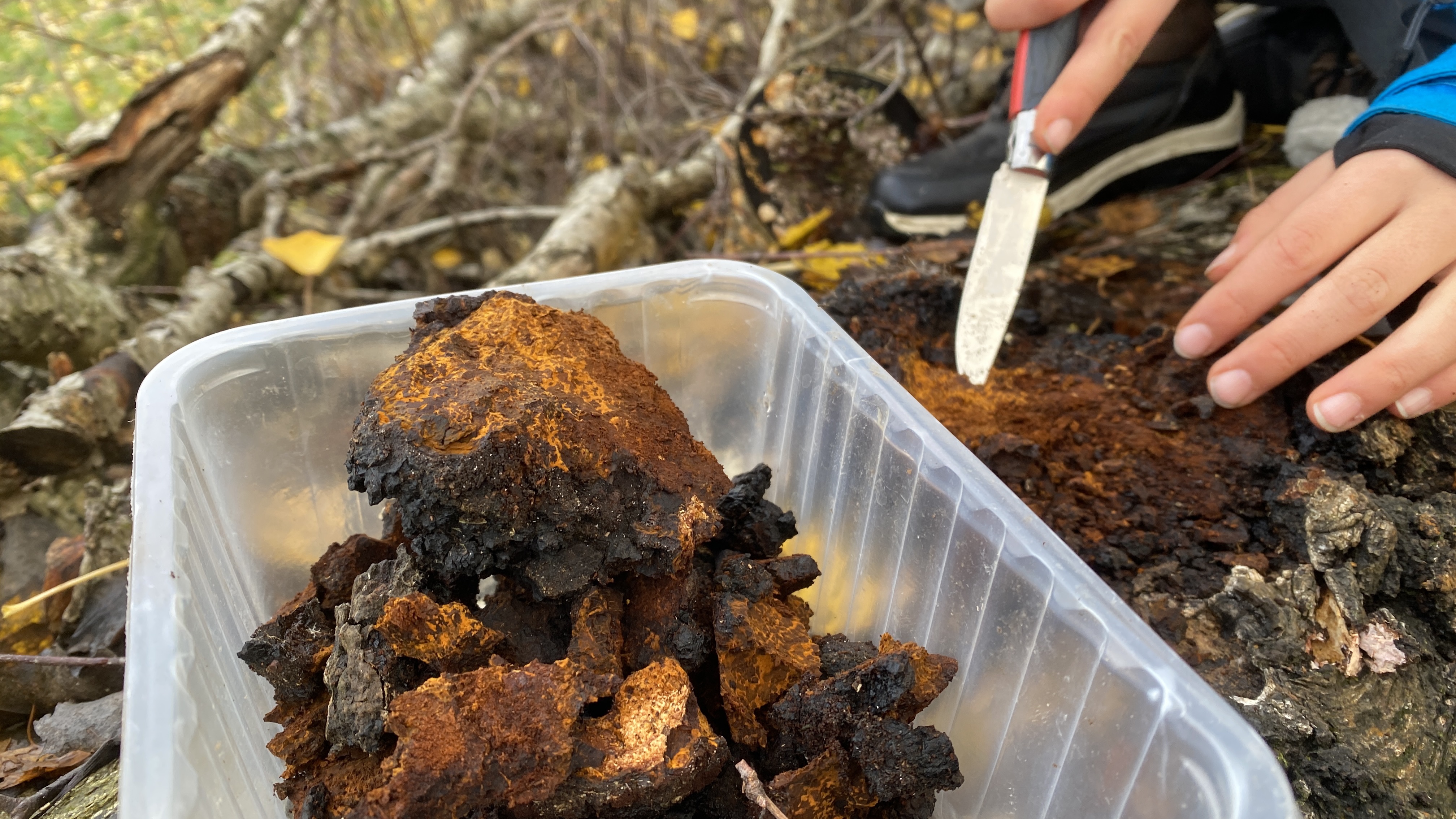 Chaga
