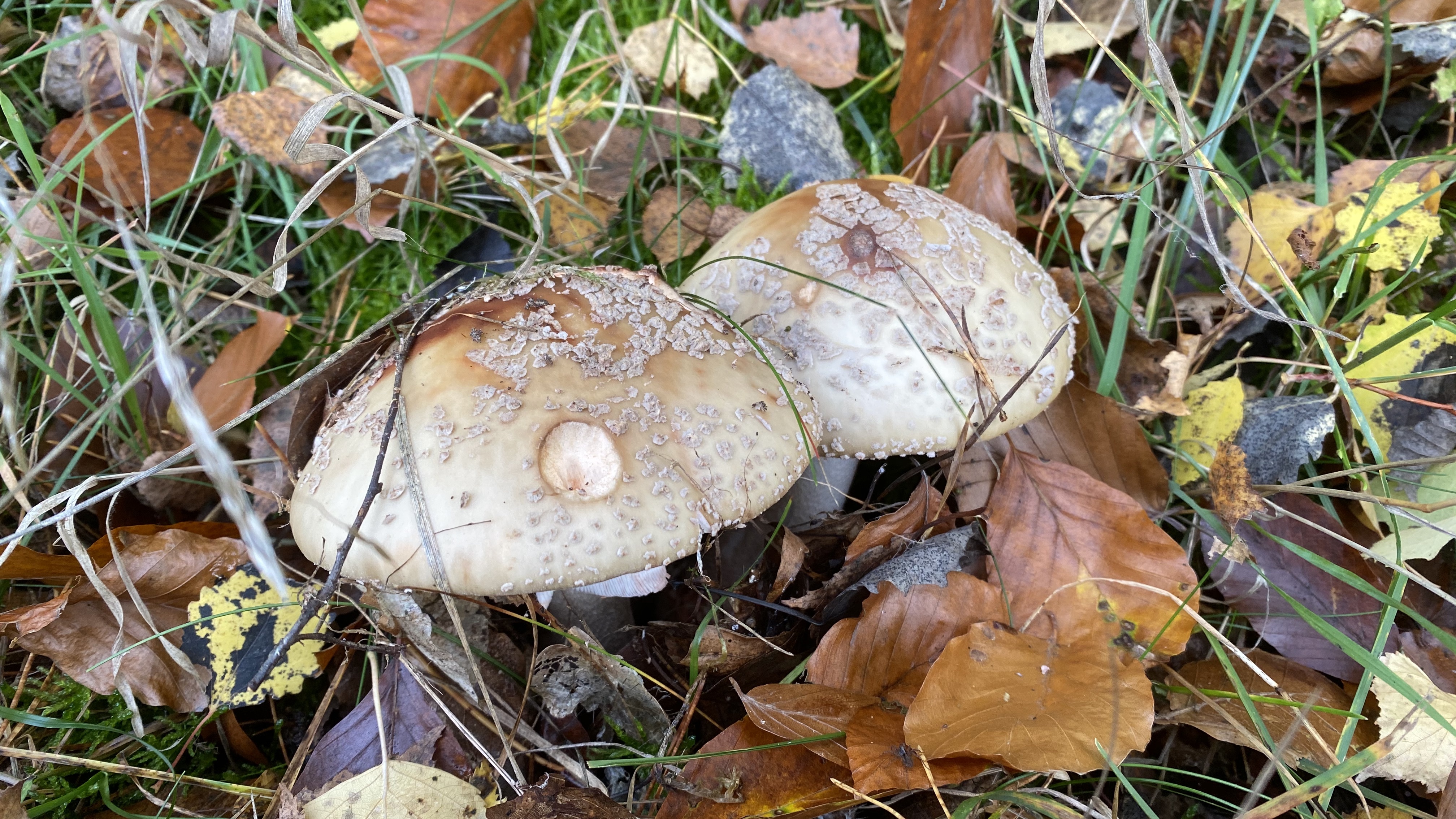 Perlpilz