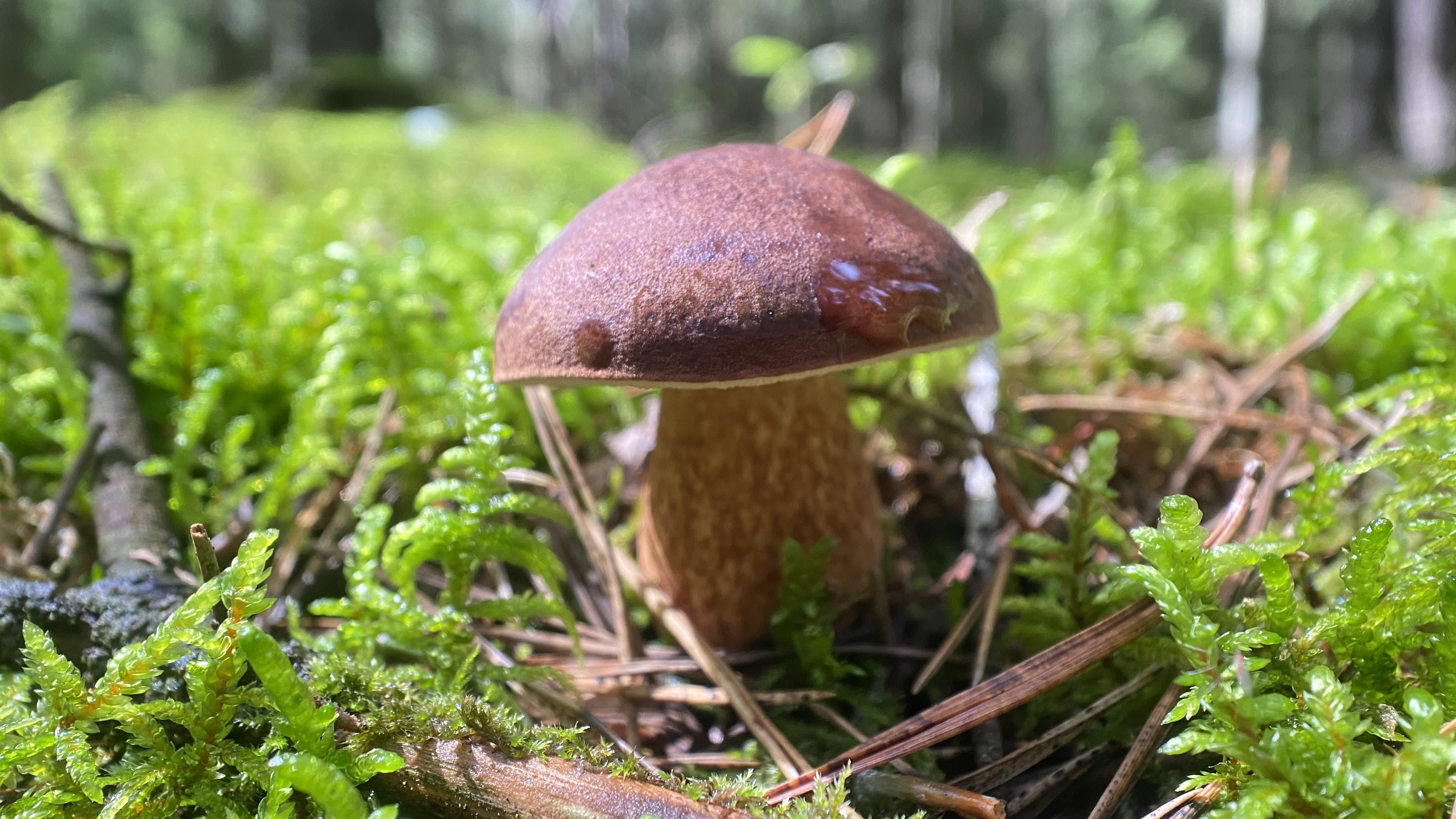 Maronenröhrling