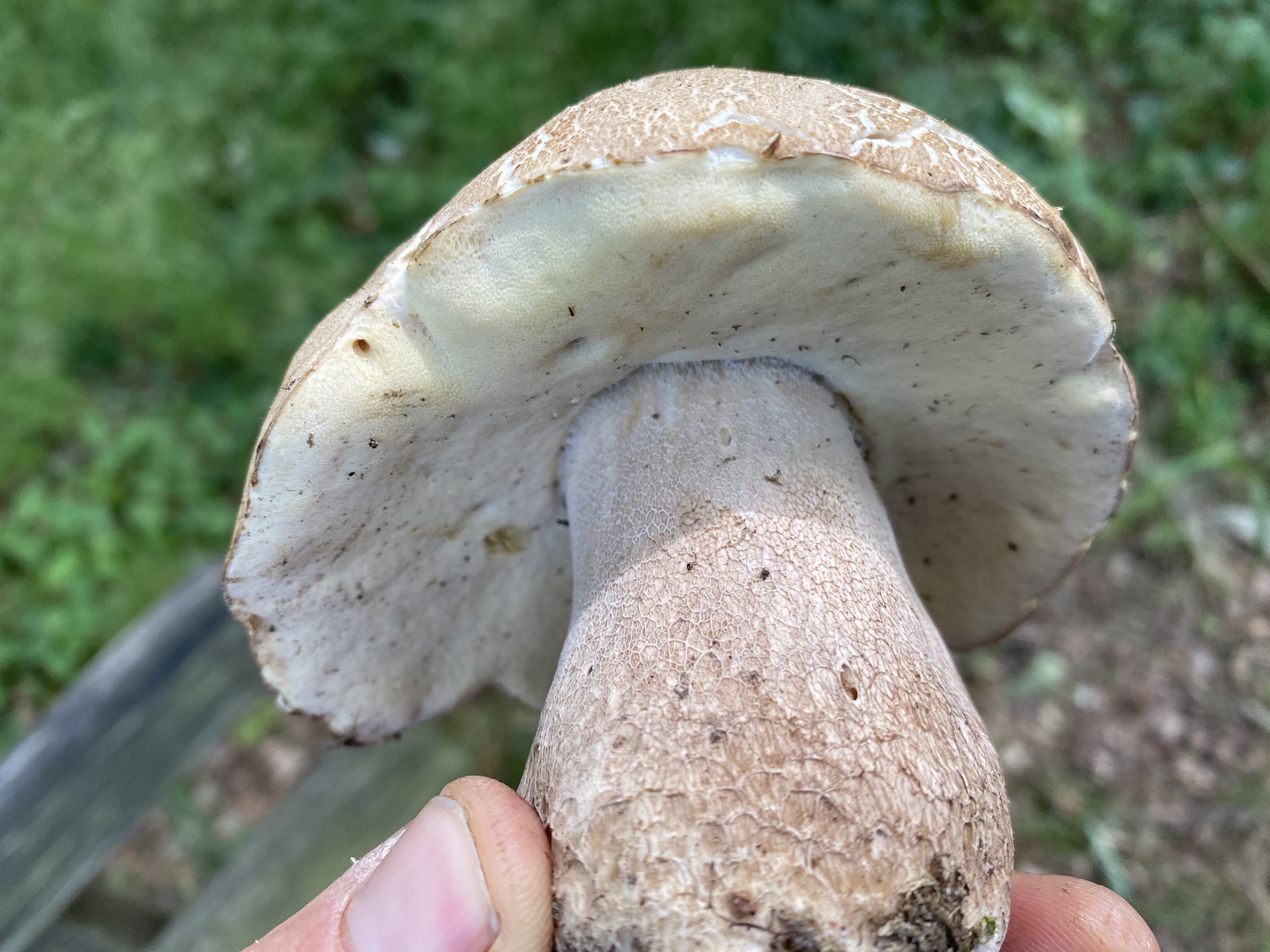 Sommersteinpilz