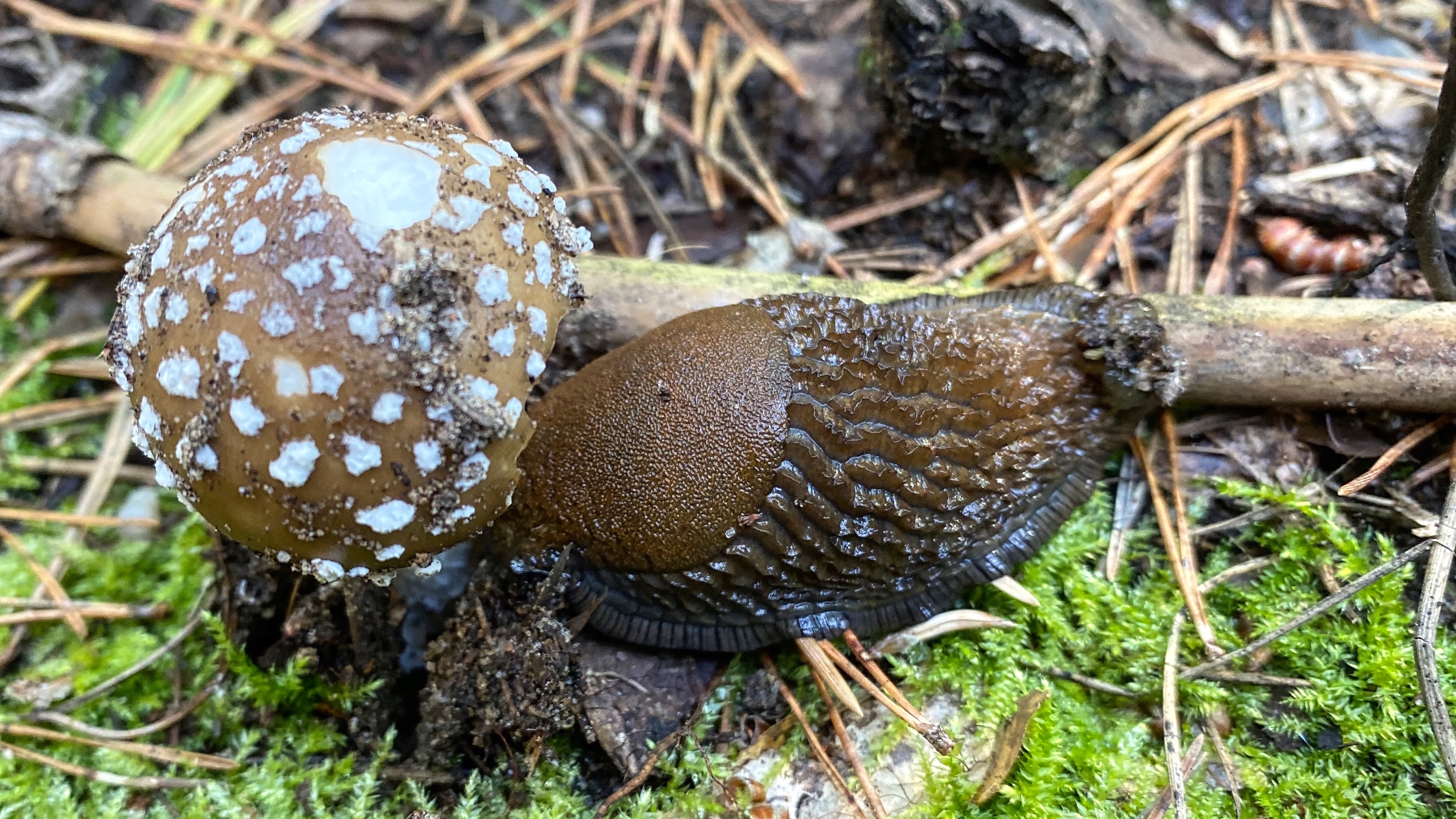 Pantherpilz