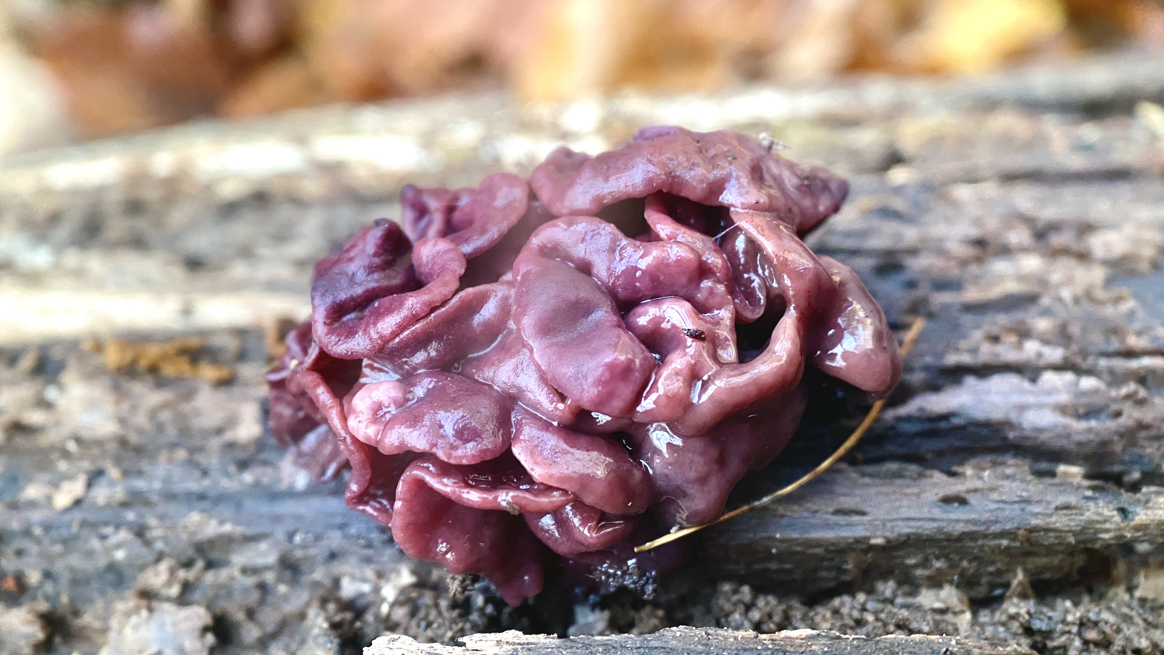 Fleischroten Gallertbecher