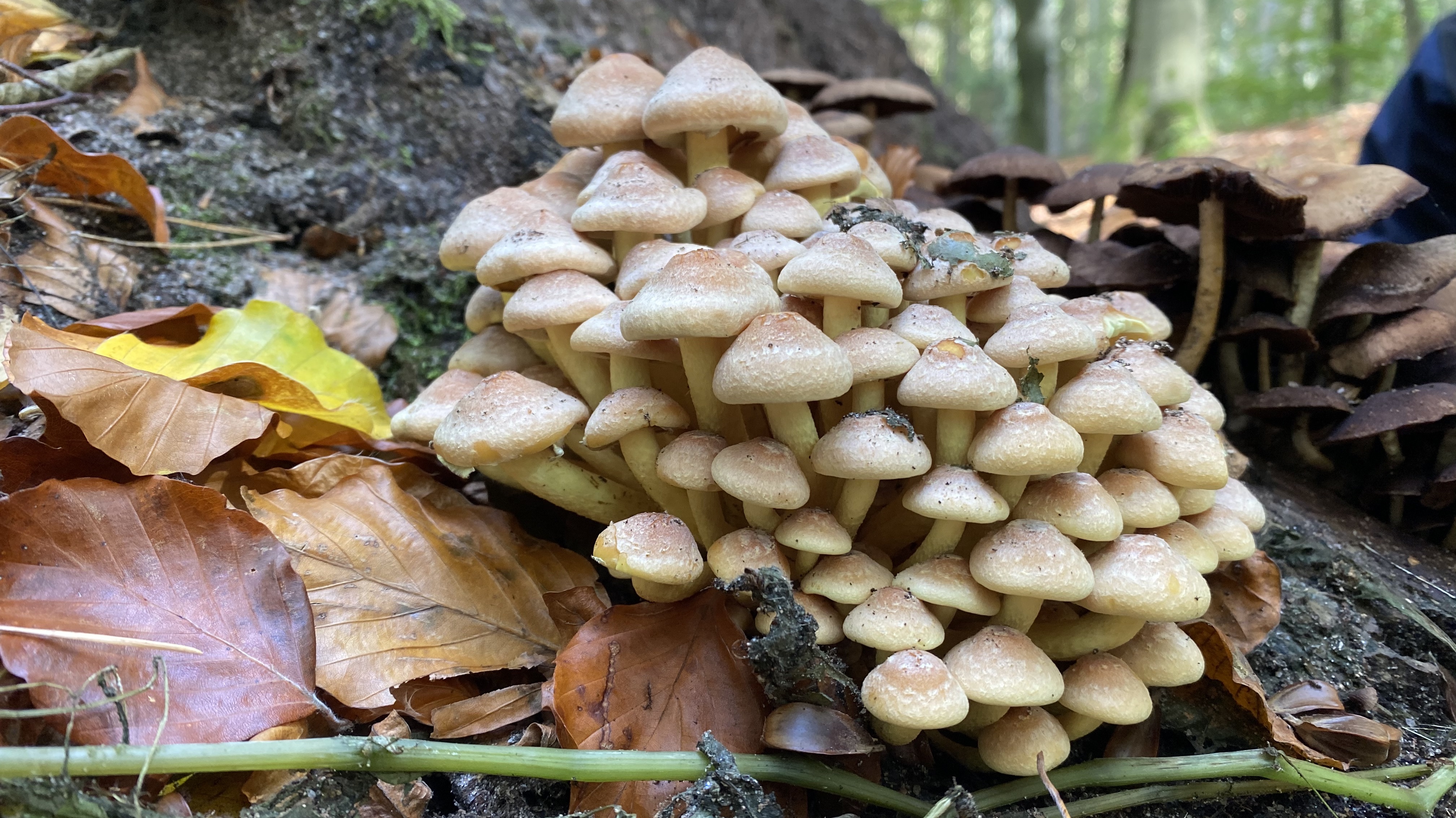 Grünblättriger Schweflkopf
