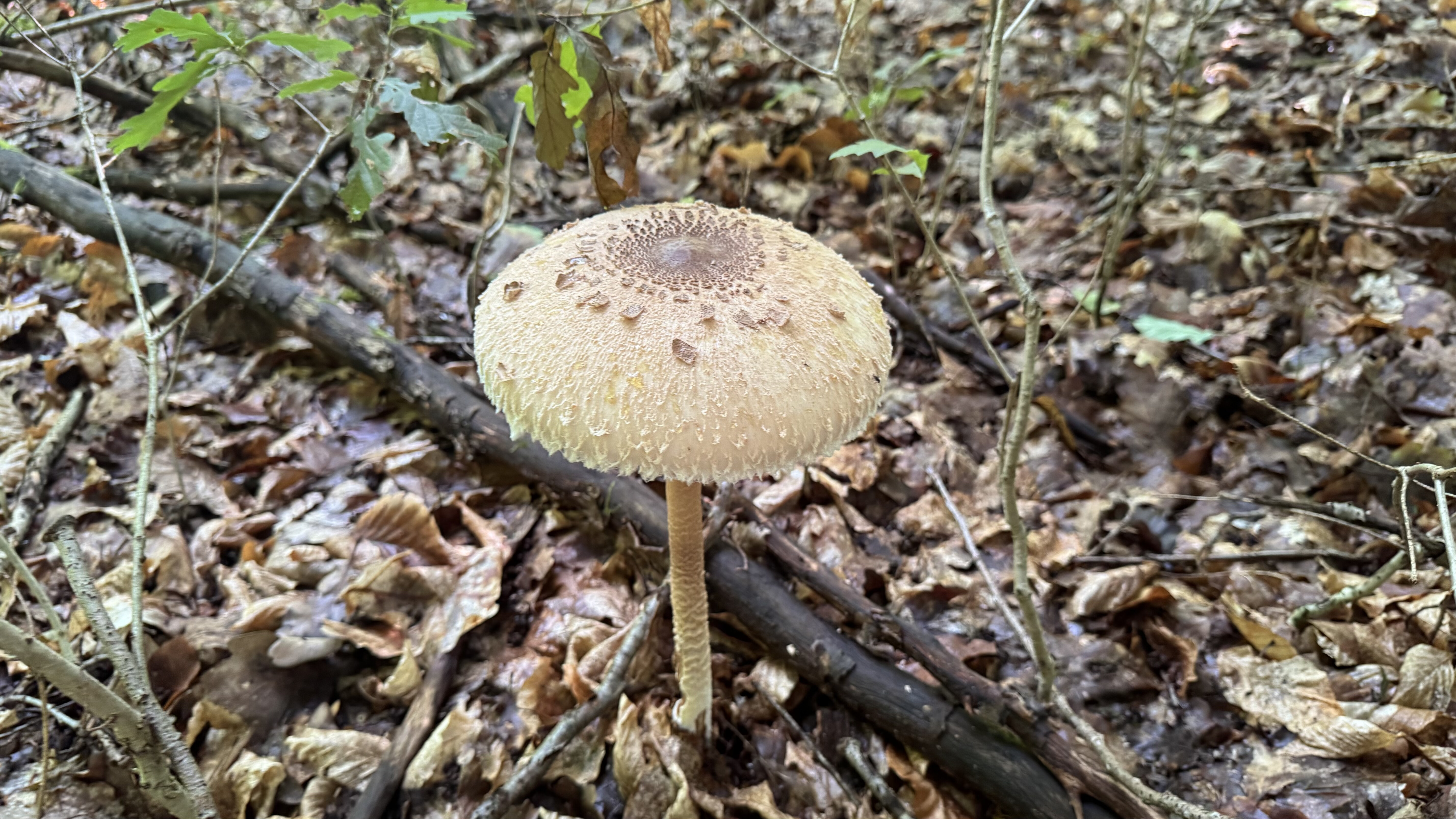 Riesenschirmling