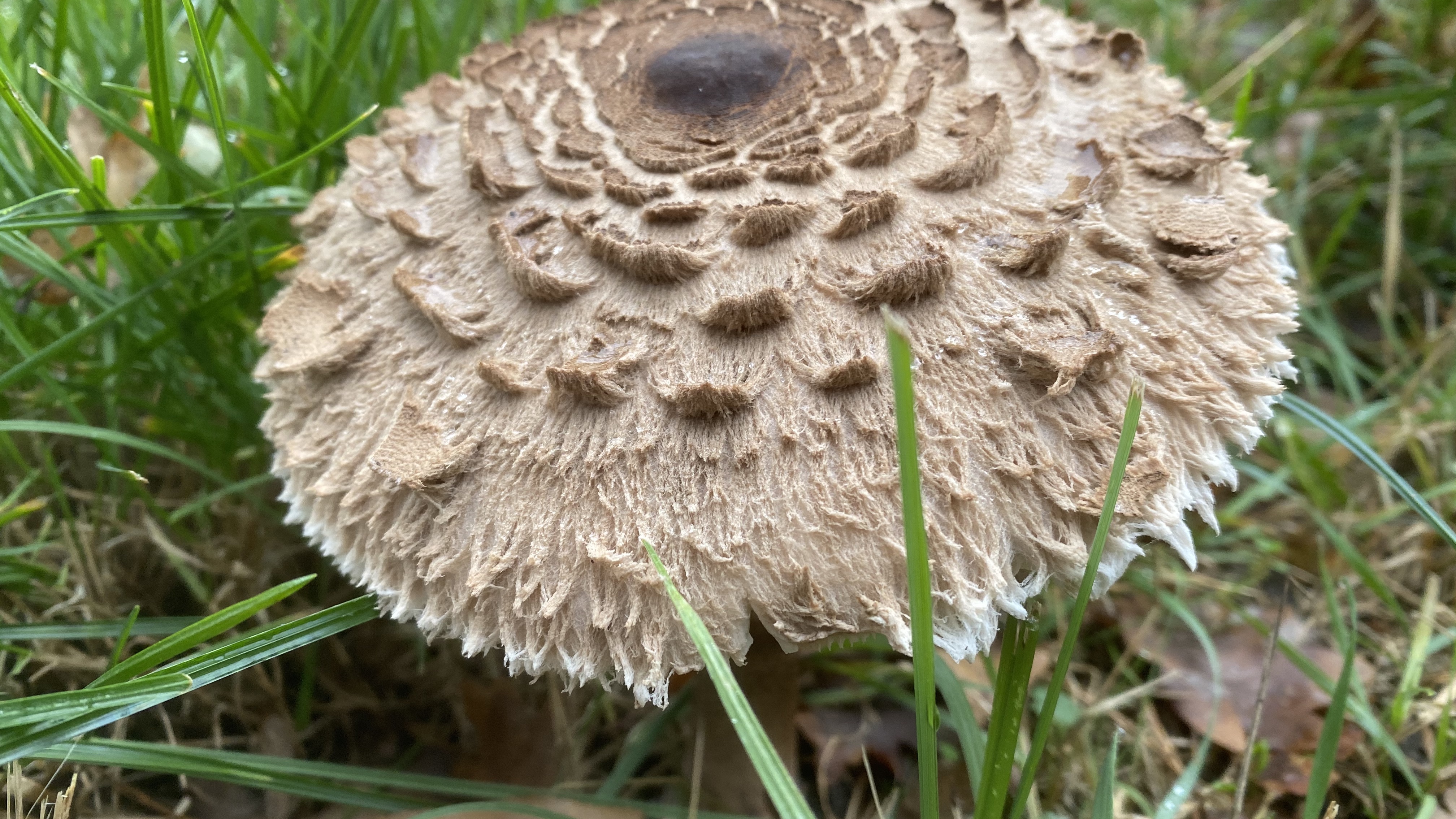 Riesenschirmling