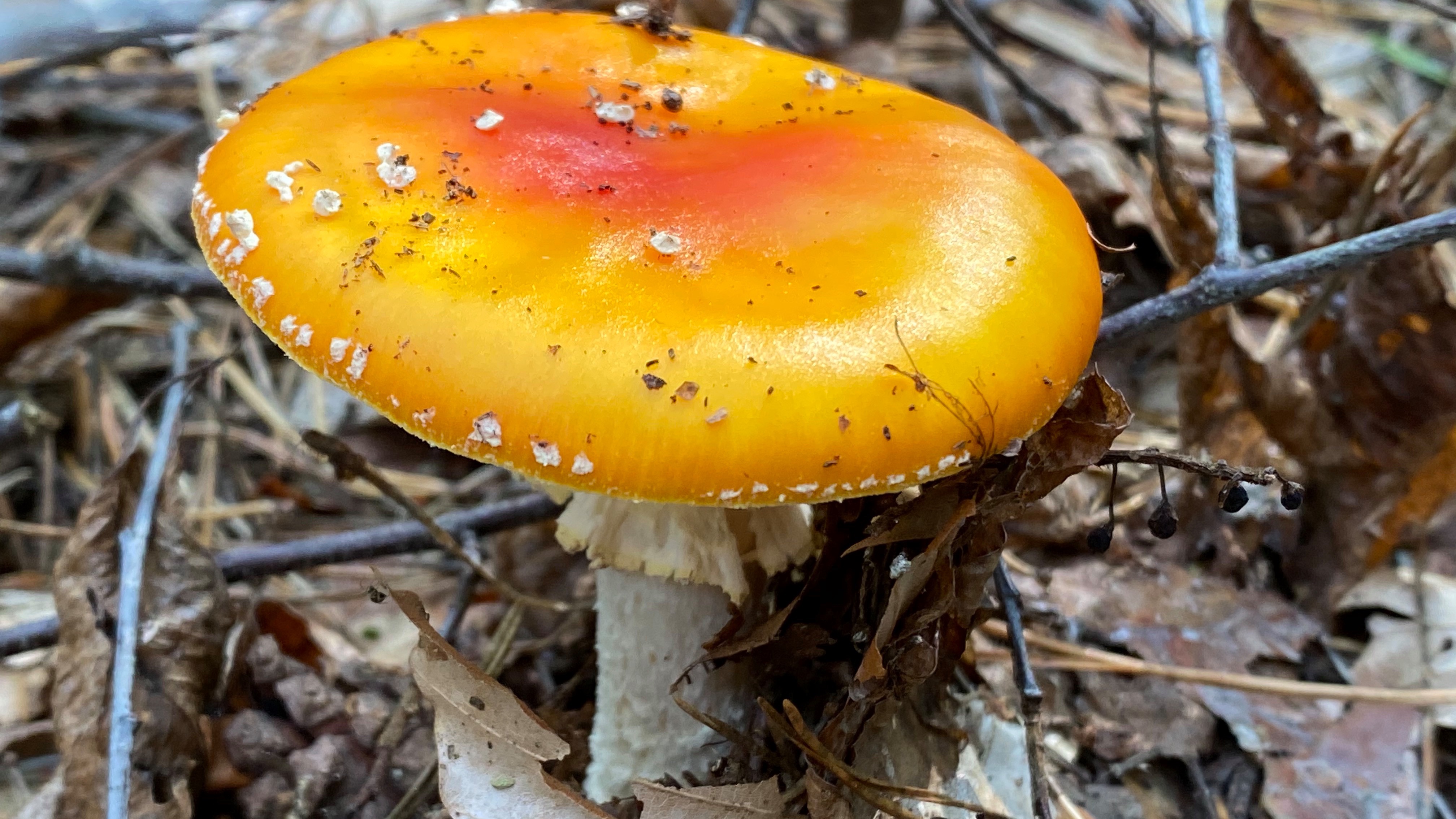 Fliegenpilz