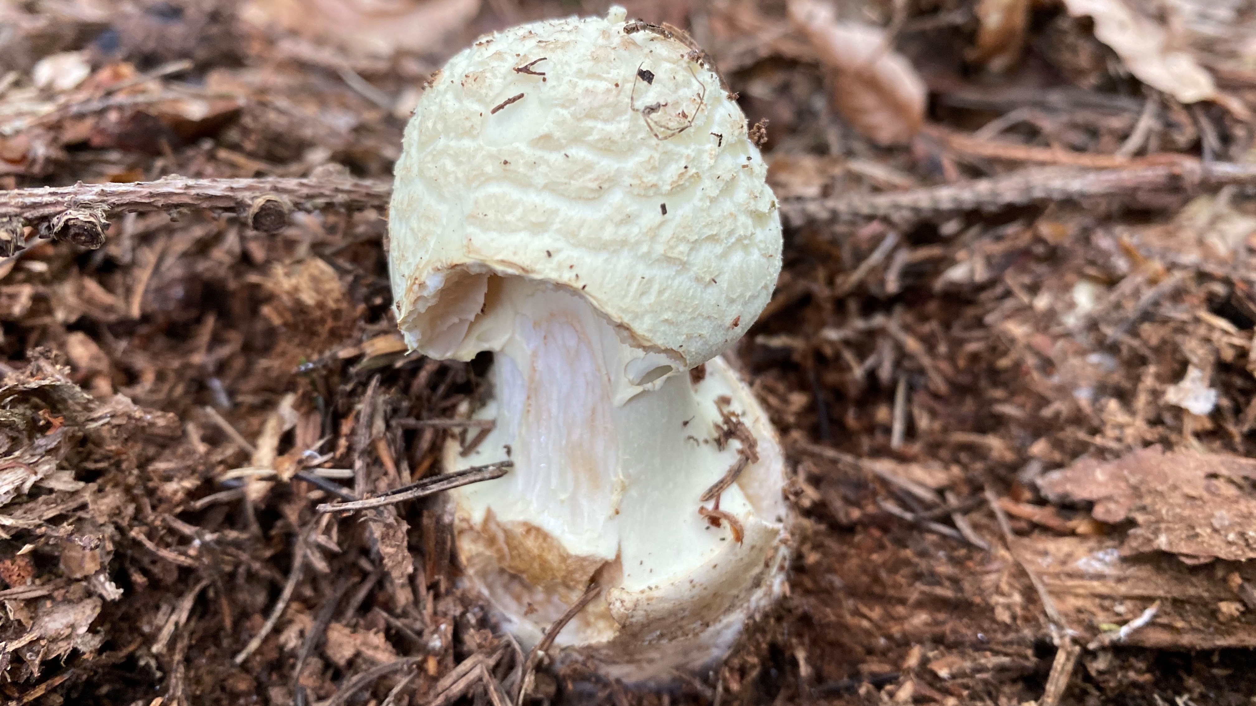 Grünerknollenblätterpilz