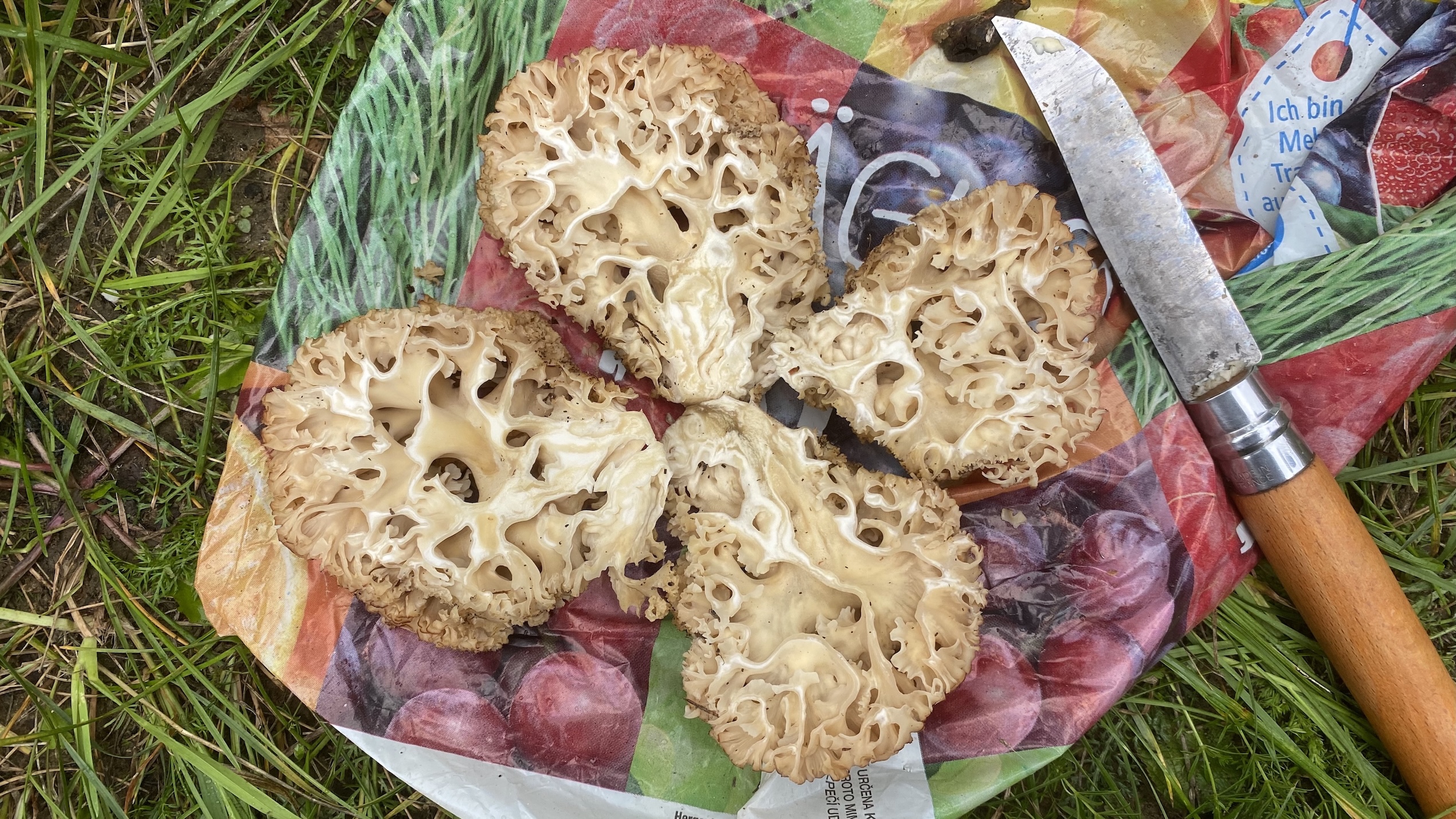 Grauseglucke