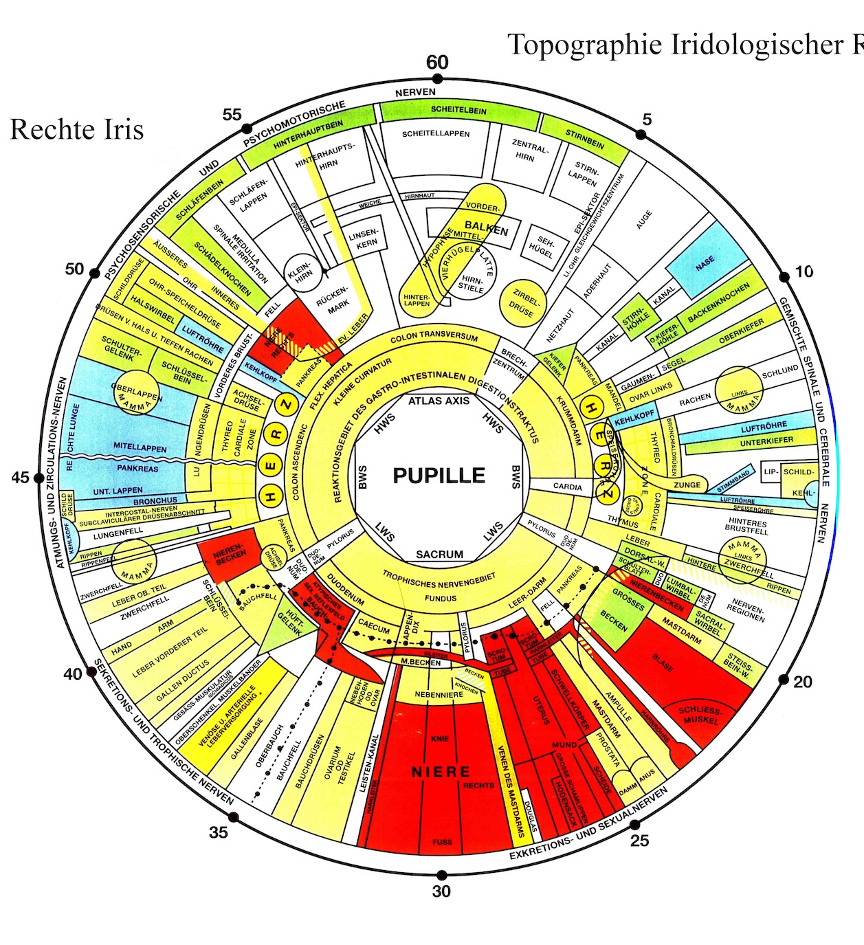 Iris-Topografie