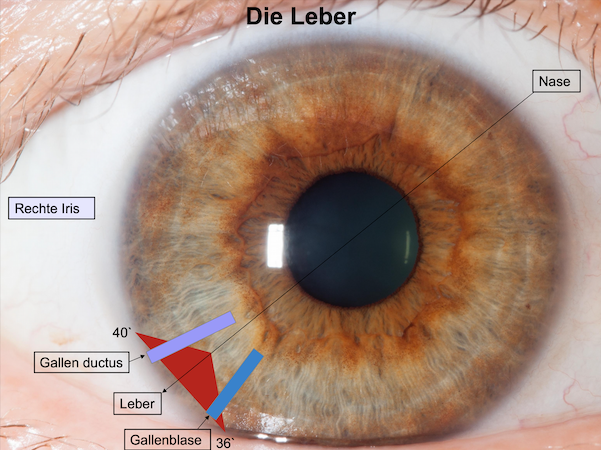 Irisaufnahme aus dem Augendiagnose-Kurs