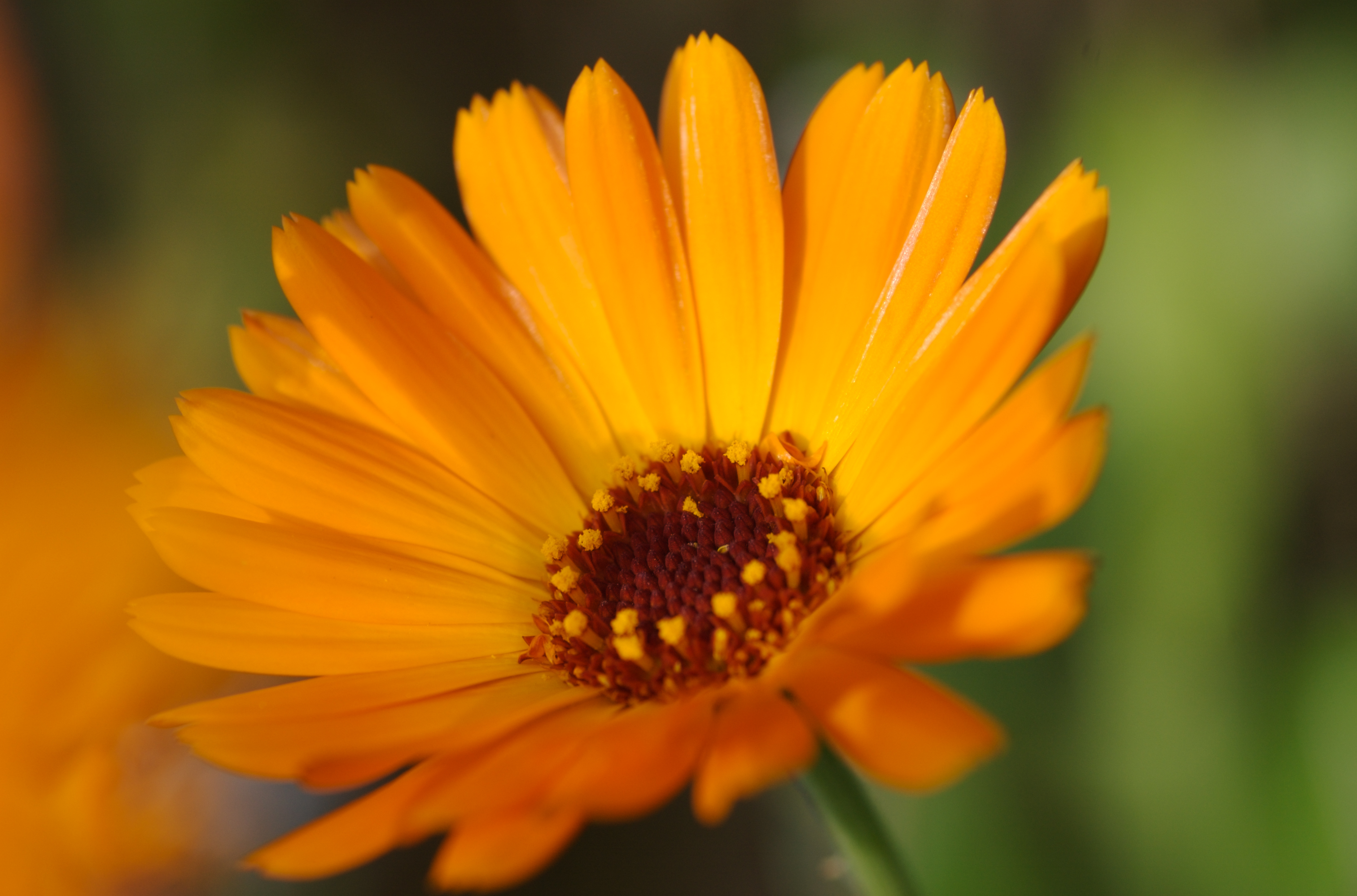 Calendula im Licht