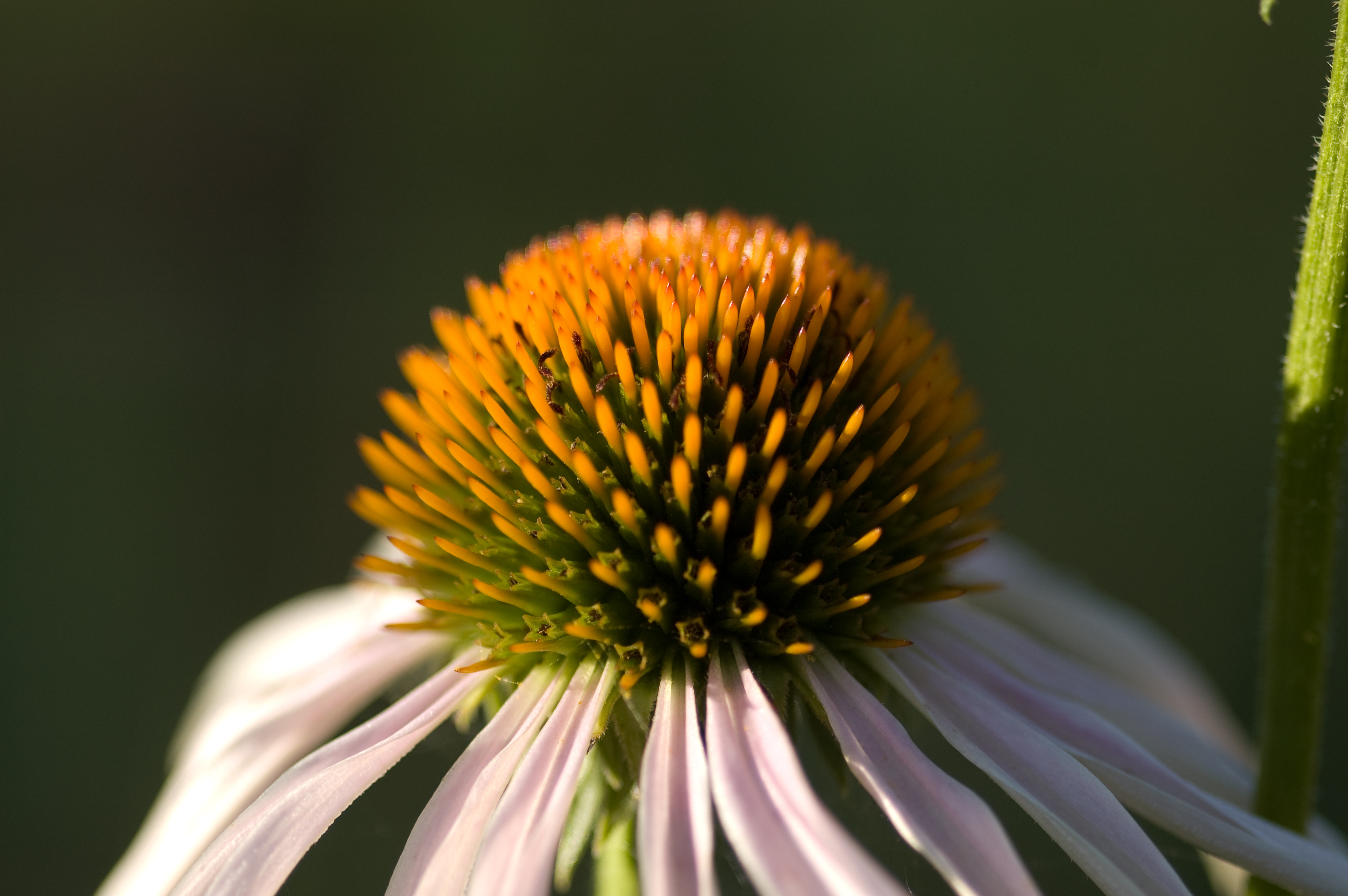 Echinacea im Feld